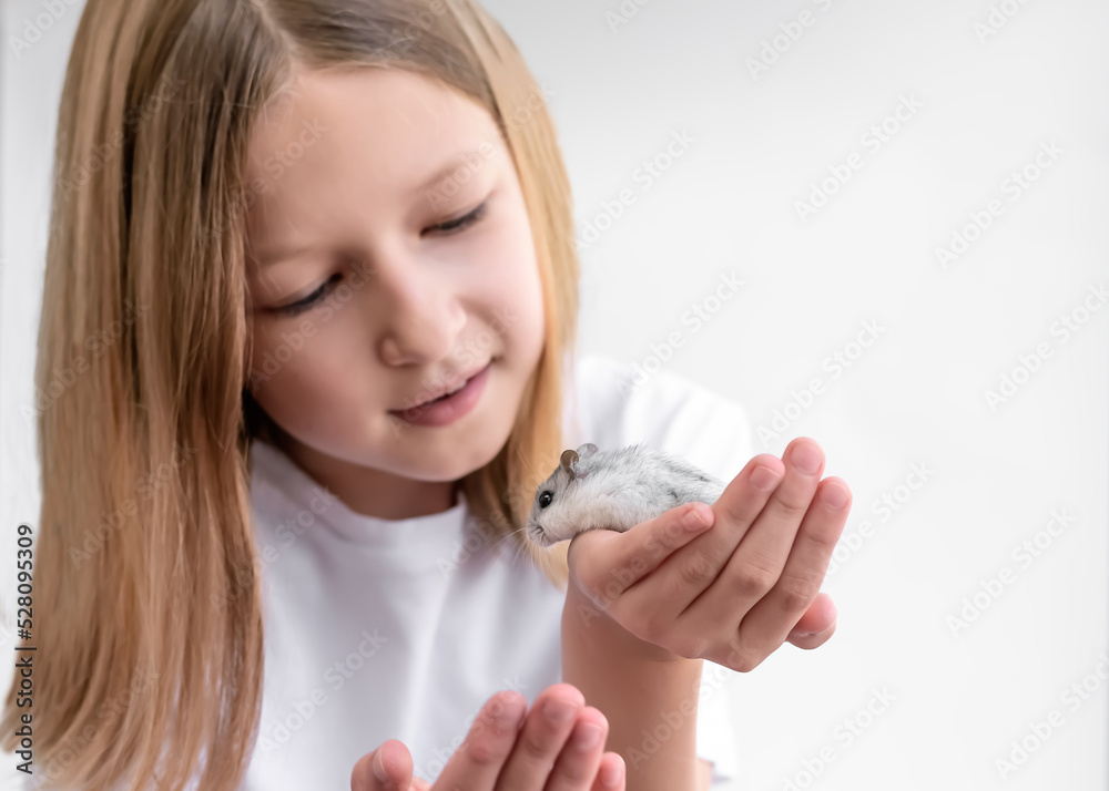 White jungar domestic hamster on the hands young girl. Selective focus on hands White jungar domestic hamster on the hands young girl. Selective focus on hands