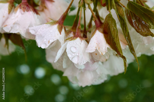 Droplets of Water on Flowers2 photo