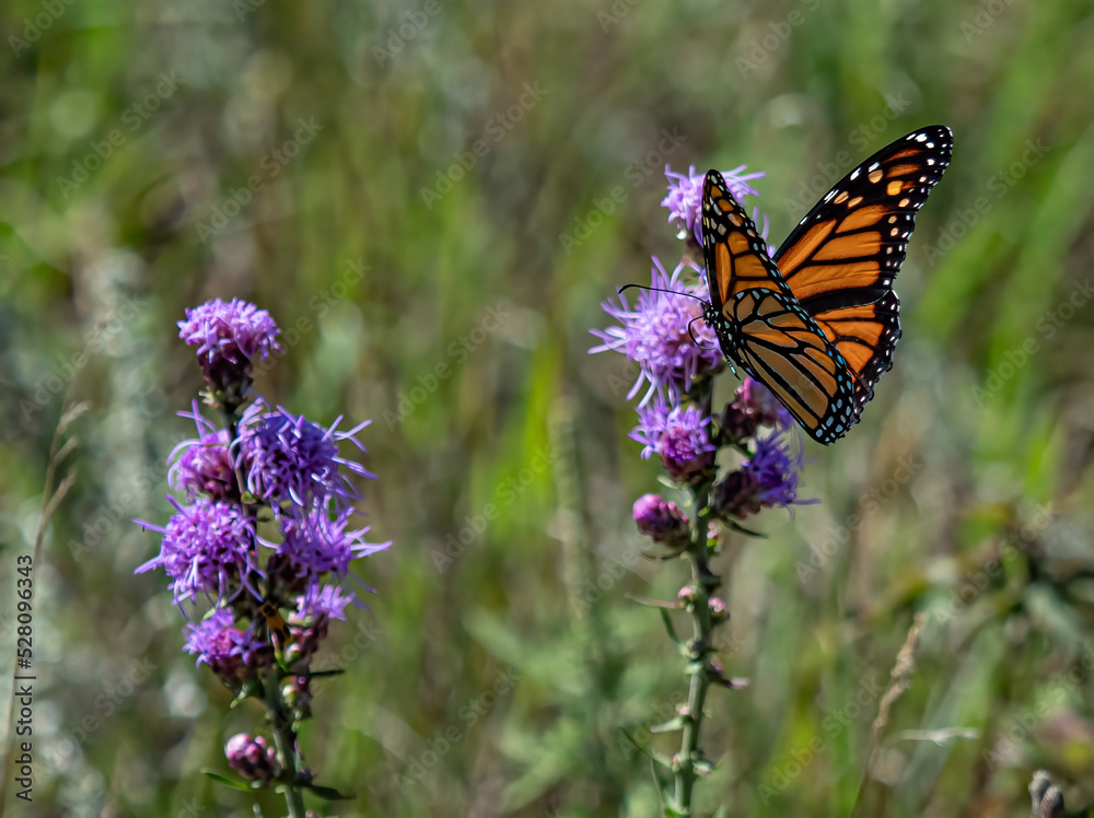 beautiful monarch butterfly feeds on flowers beautiful monarch butterfly feeds on flowers