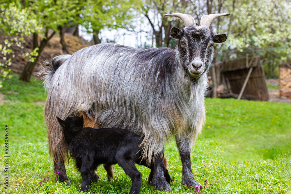 A gray adult goat with little goats is standing in green meadow. Little black newborn baby goat suckling milk from mother's breast. Animals on the farm, animal husbandry, farming on spring countryside A gray adult goat with little goats is standing in green meadow. Little black newborn baby goat suckling milk from mother's breast. Animals on the farm, animal husbandry, farming on spring countryside