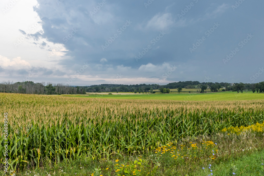 A landscape of corn fields and farmland with ditch flowers and dark storm clouds and rain in the autumn.