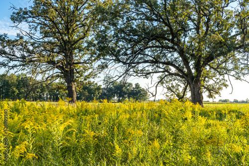A natural area with goldenrod and swamp white oak trees on a sunny day in the autumn.