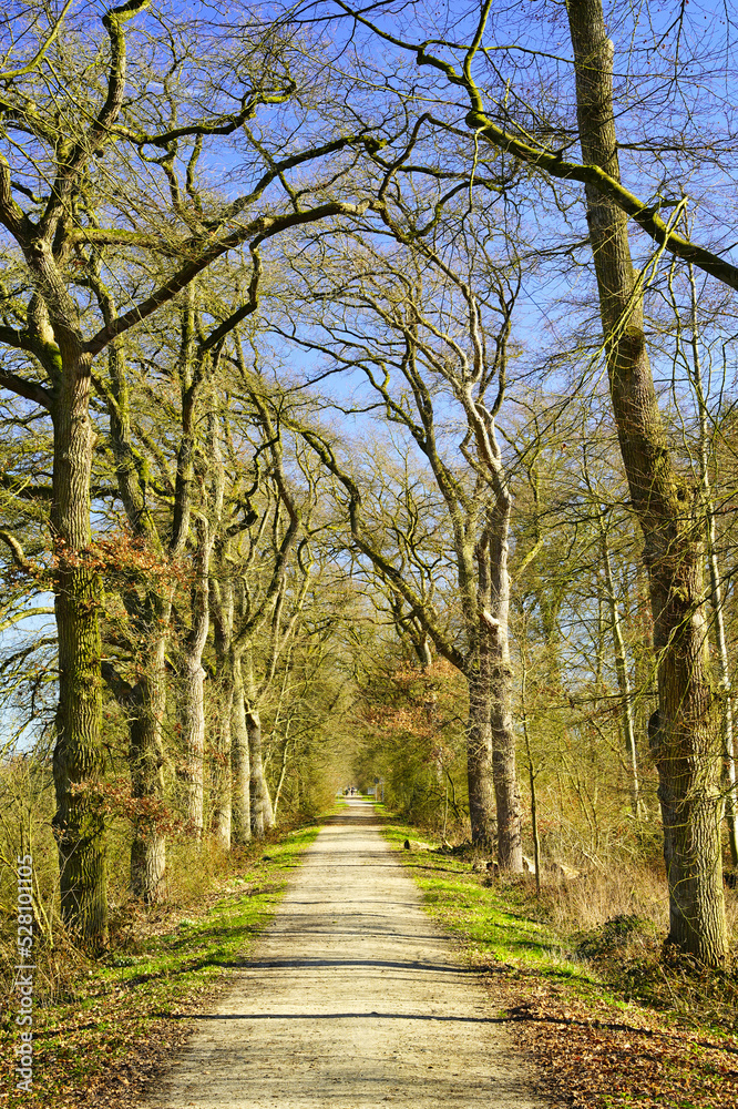 An alley with high trees that just leaf out in the early spring. Kleve, Nordrhein-Westfalen, Germany.