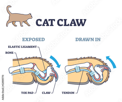 Cat claw anatomy with exposed and drawn in pose comparison outline diagram. Labeled educational scheme with biological elastic ligament, bone, toe pad and tendon parts location vector illustration.