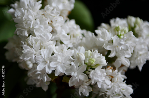 White lilac close up