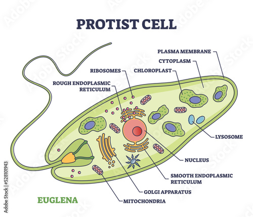 Protist cell anatomy with euglena microorganism structure outline diagram. Labeled educational scheme with green organism parts description vector illustration. Eukaryotic biological inner structure. photo