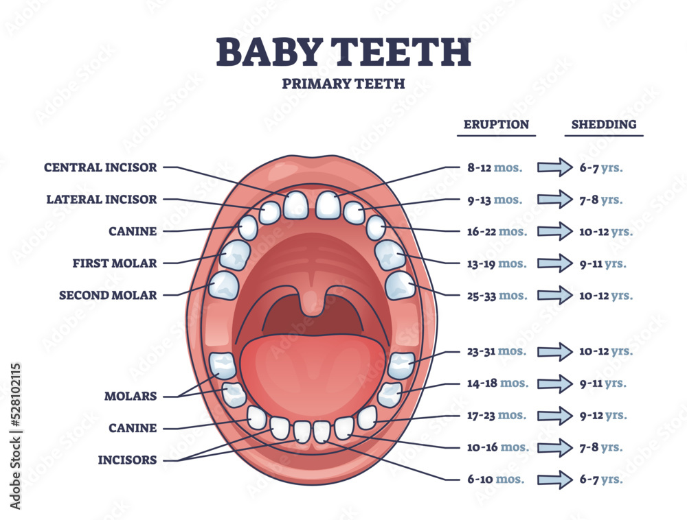 human baby teeth diagram