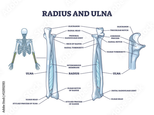 Radius and ulna bone anatomy with arm skeletal structure outline diagram. Labeled educational scheme with upper body parts and hand long bones vector illustration. Detailed physiological description. photo