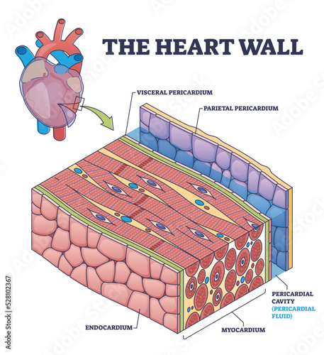 The heart wall with human organ medical membrane structure outline diagram. Labeled educational scheme with inner cardiology anatomy and visceral or parietal pericardium location vector illustration. photo