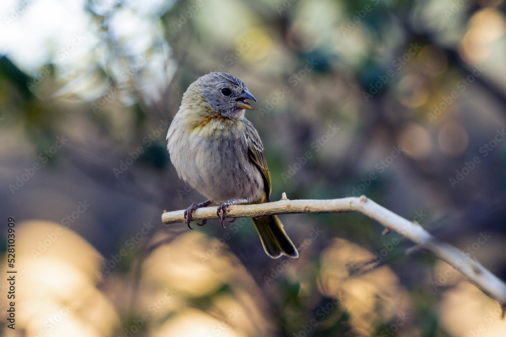 Naklejka premium A female of Saffron Finch also known as Canario or Chirigue Azafranado is a yellow bird typical of Brazil. Species Sicalis flaveola. Birdwatcher. Bird lover. Birding. Yellow bird.