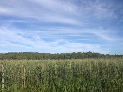 grass and sky