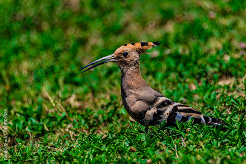 bird hoopoe on the grass 