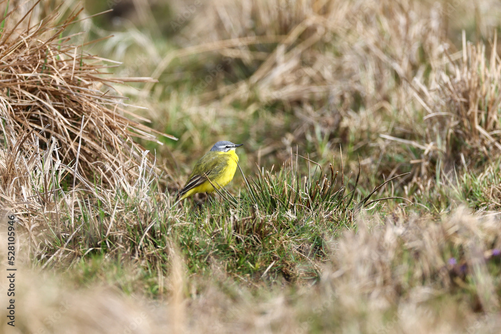 Yellow wagtail standing in brown grass Yellow wagtail standing in brown grass