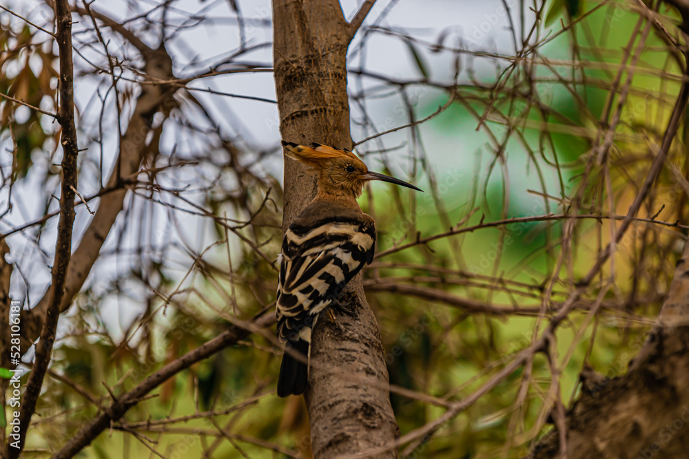 Fototapeta premium bird hoopoe on the tree