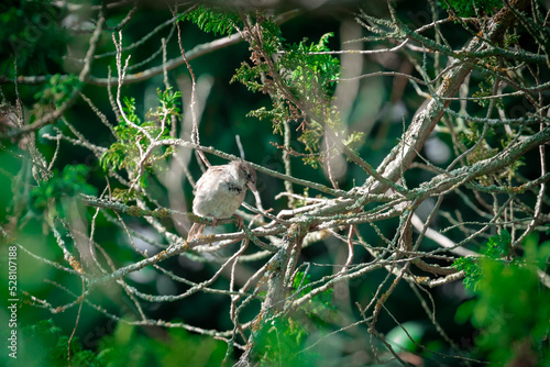 Spatz 