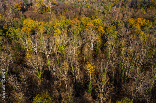 Foto Aerial view of a forest with individual dead trees in the German mixed forest in
