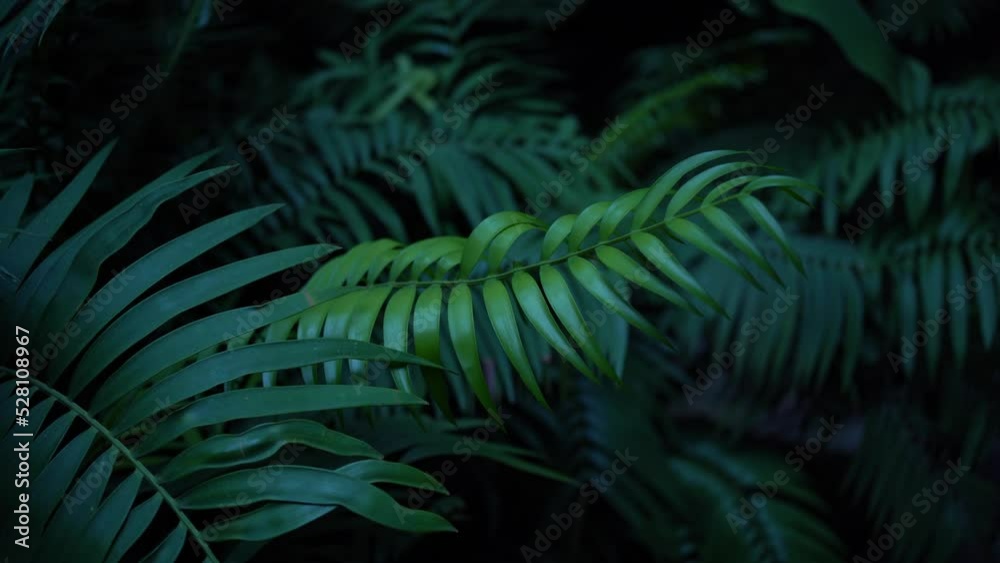 Detalle de unas ramas con hojas verdes en el interior de una jungla.