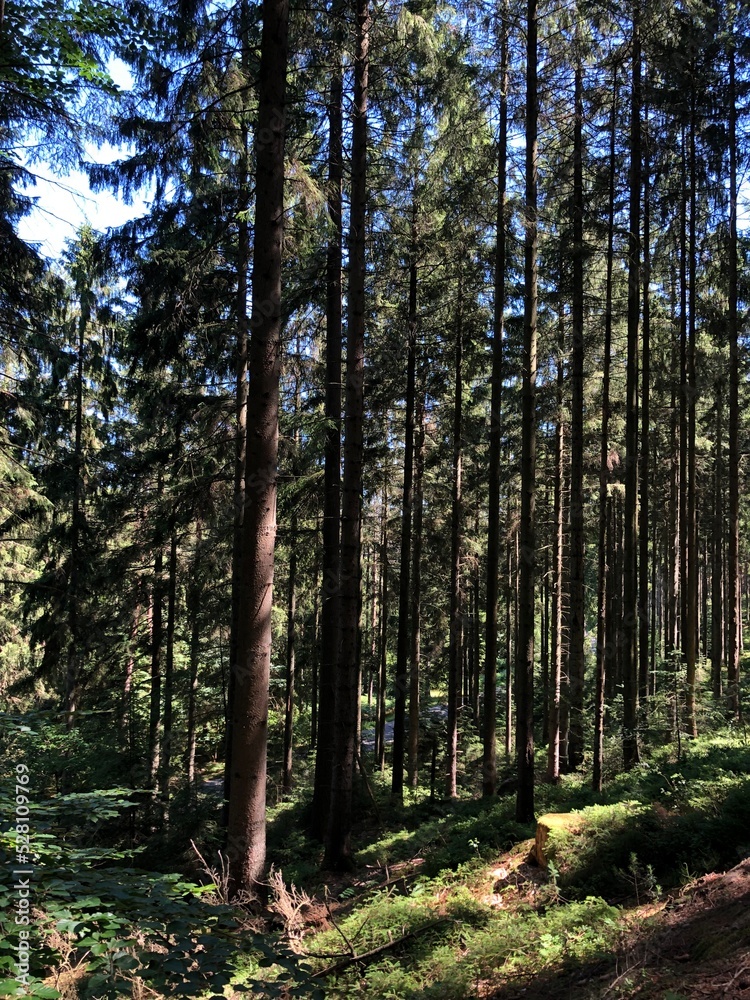 forest in autumn forest in autumn
