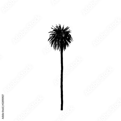 Palm tree black silhouette isolated on white background. Tall tree tourism concept illustration.
