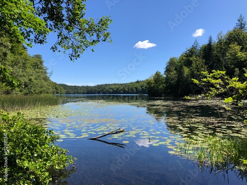 lake with water lilies in the forest