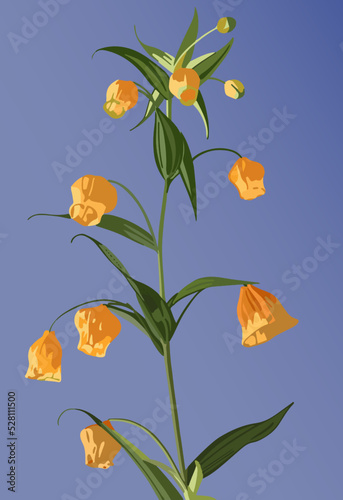 Isolated chinese lantern flower (a.k.a. sandersonia) vector illustration.