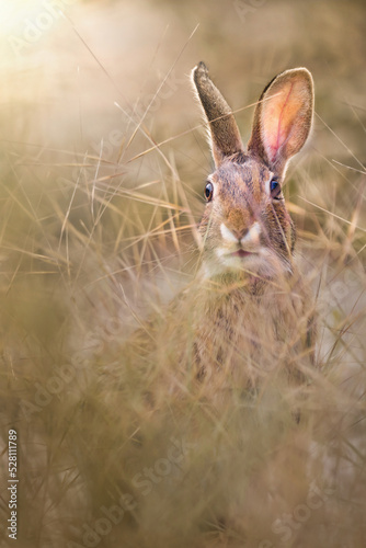 Canvas Print A rabbit in the dried  brown tall grass due to drought in  a sunny afternoon