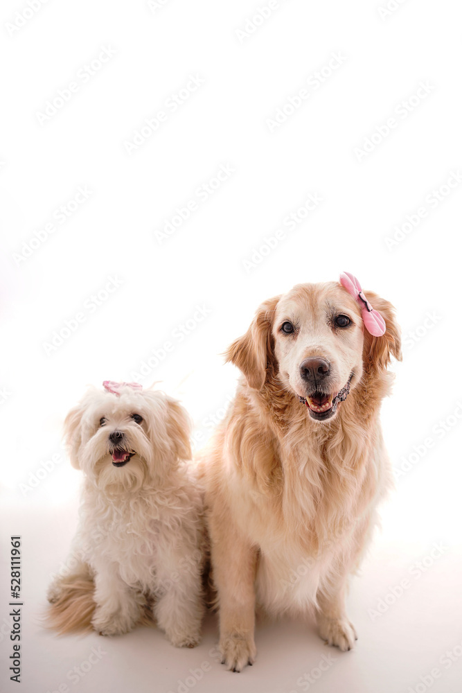 maltese terrier and golden retriever two different dog on white background maltese terrier and golden retriever two different dog on white background
