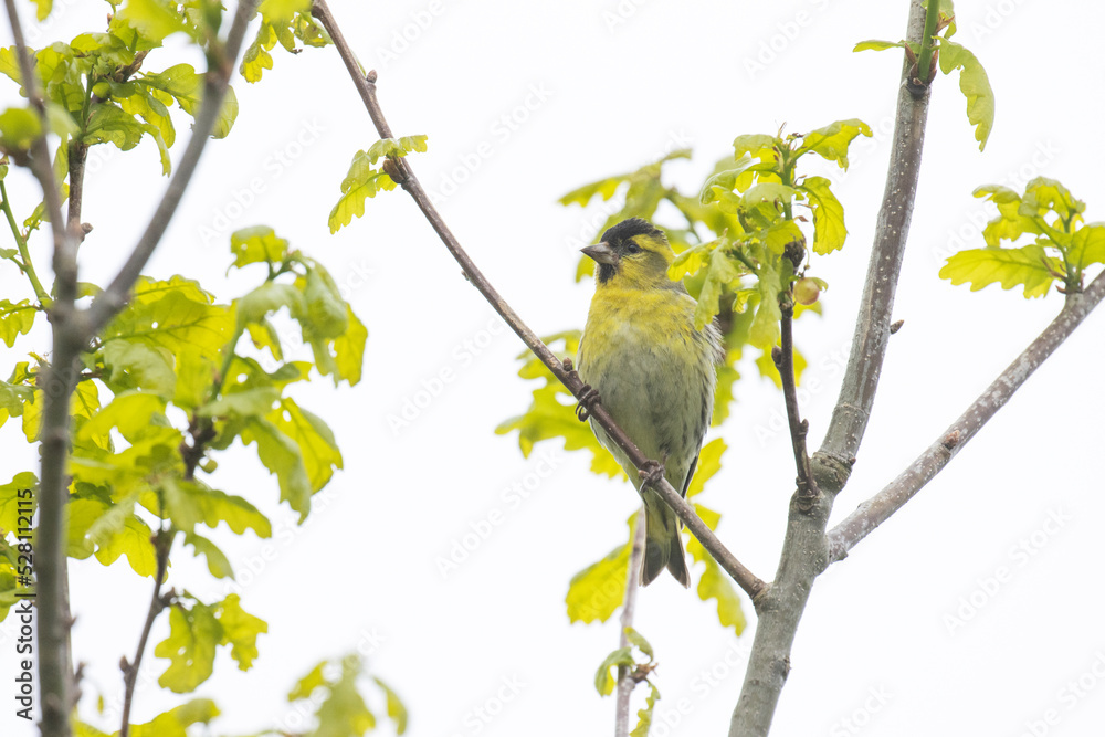 A small Eurasian siskin perched on a Oak branch with fresh leaves on a spring day in Estonia
