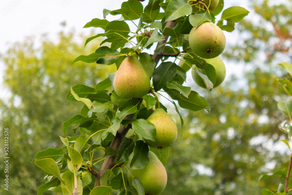 Close-up of a pear tree with fruits in a farm garden. Ripe pears. Several ripe pears on a tree branch Close-up of a pear tree with fruits in a farm garden. Ripe pears. Several ripe pears on a tree branch