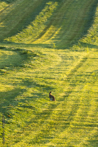 A lonely Mountain hare, Lepus timidus on a field with freshly cut hay. Shot on a summer morning in Finland