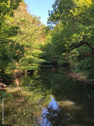 river in the woods