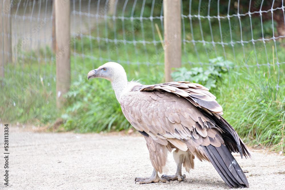 A selective focus of a vulture perching on a wooden surface in captivity. A selective focus of a vulture perching on a wooden surface in captivity.