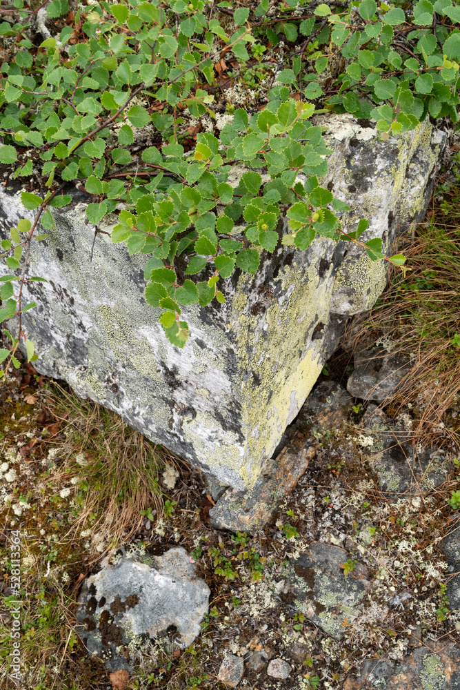 Obraz premium A low-growing form of a fell birch called the Kiilopää birch (Betula pubescens ssp. czerepanovii var. appressa) growing on a rock in Urho Kekkonen National Park, Northern Finland