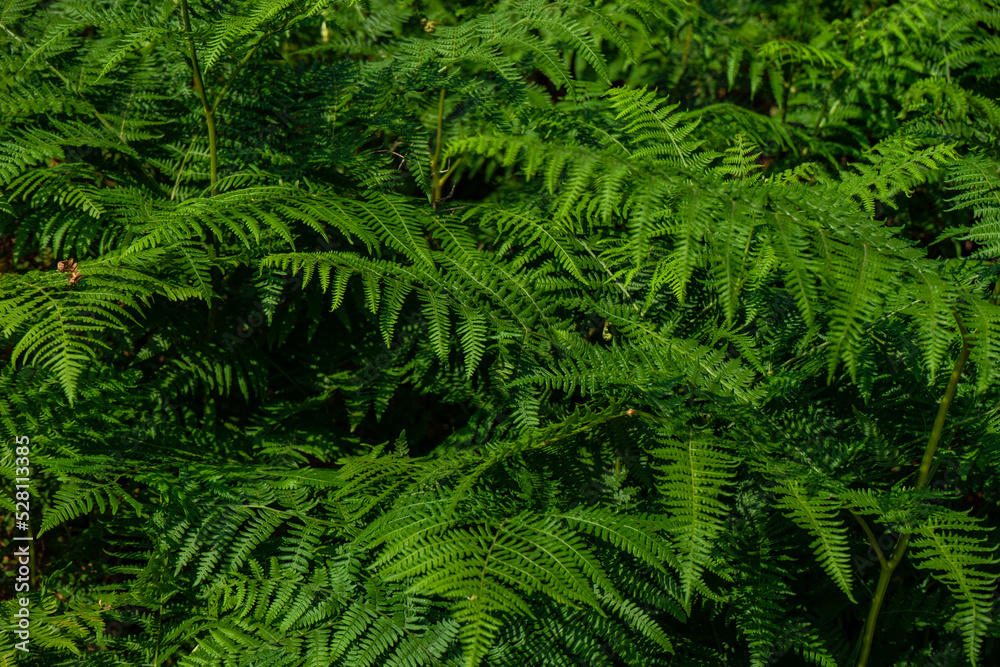 Green leaves of fern plant Green leaves of fern plant