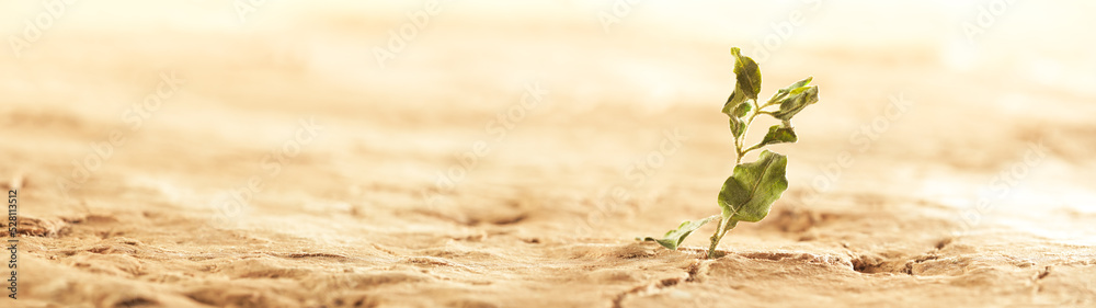 Plant wilting and dying in dry cracked desert soil. Concept displaying global warming or climate change, drought damage to crops, extreme heat, or other environmental disasters. - obrazy, fototapety, plakaty 