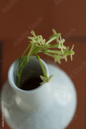 Cestrum nocturnum or night blooming jasmine blossoms and bud vase on brown and gray paper background photo