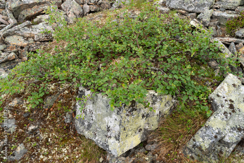 A low-growing form of a fell birch called the Kiilopää birch (Betula pubescens ssp. czerepanovii var. appressa) growing on a rock in Urho Kekkonen National Park, Northern Finland photo