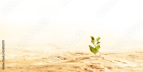 Plant wilting and dying in dry cracked desert soil. Concept displaying global warming or climate change, drought damage to crops, extreme heat, or other environmental disasters.
