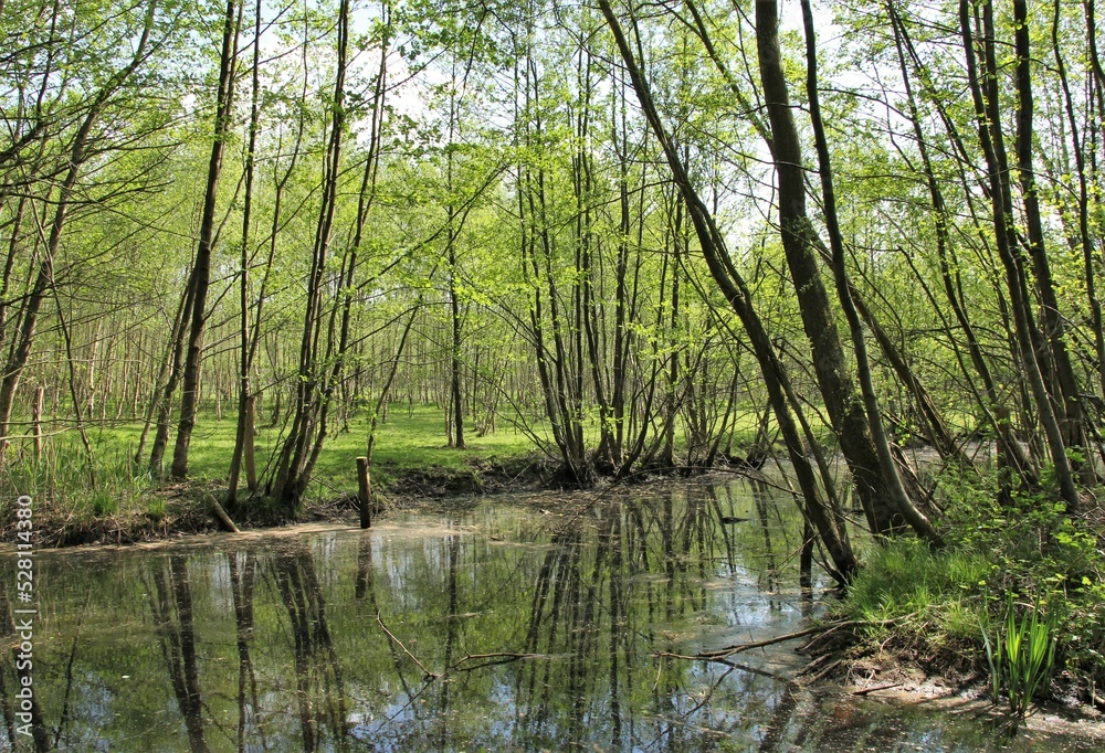 a beautiful swamp forest with fresh green trees and grass and reflection in the water in springtime