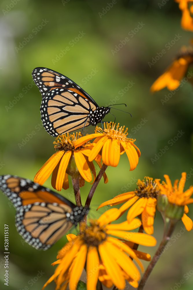 Fototapeta premium ligularia dentata or summer ragwort