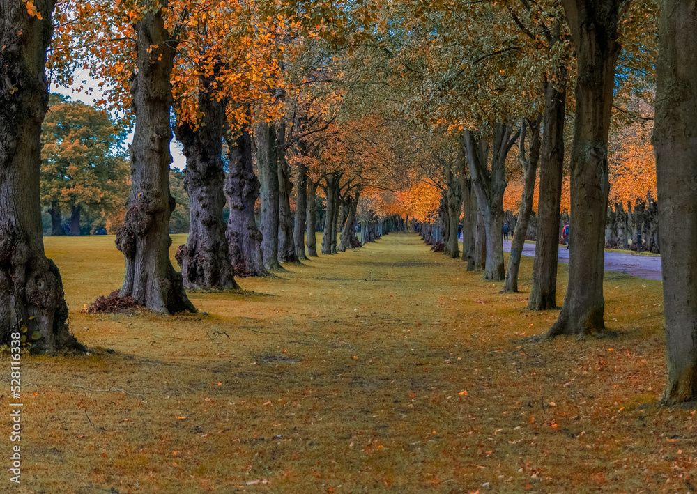 Fototapeta premium autumn in the park