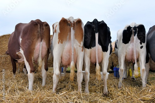 Vaches dans un pré photo