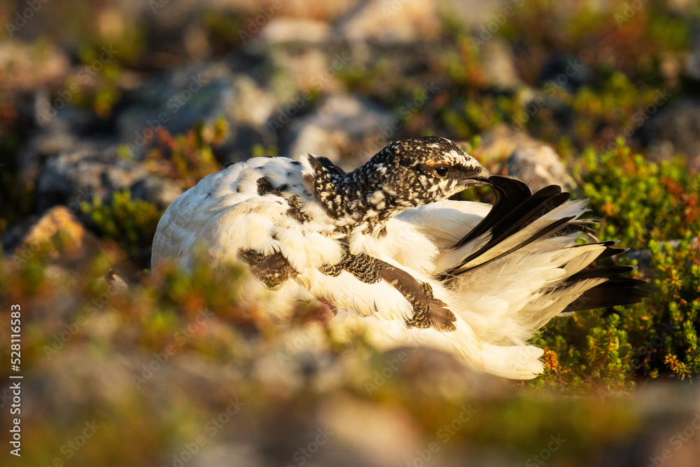 Rock ptarmigan cleaning its feathers in the middle of rocks during a beautiful sunrise on Kiilopää fell, Northern Finland.	
