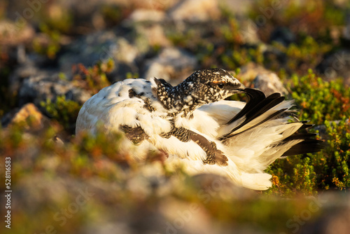 Rock ptarmigan cleaning its feathers in the middle of rocks during a beautiful sunrise on Kiilopää fell, Northern Finland.	