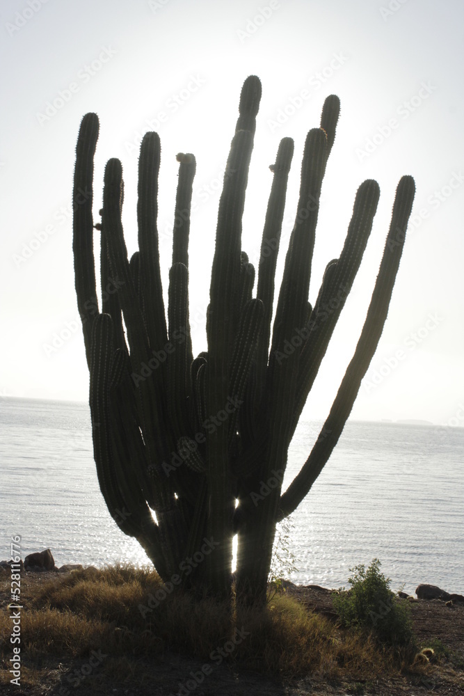 example of the traditional desert vegetation facing the sea of Sonora during sunset