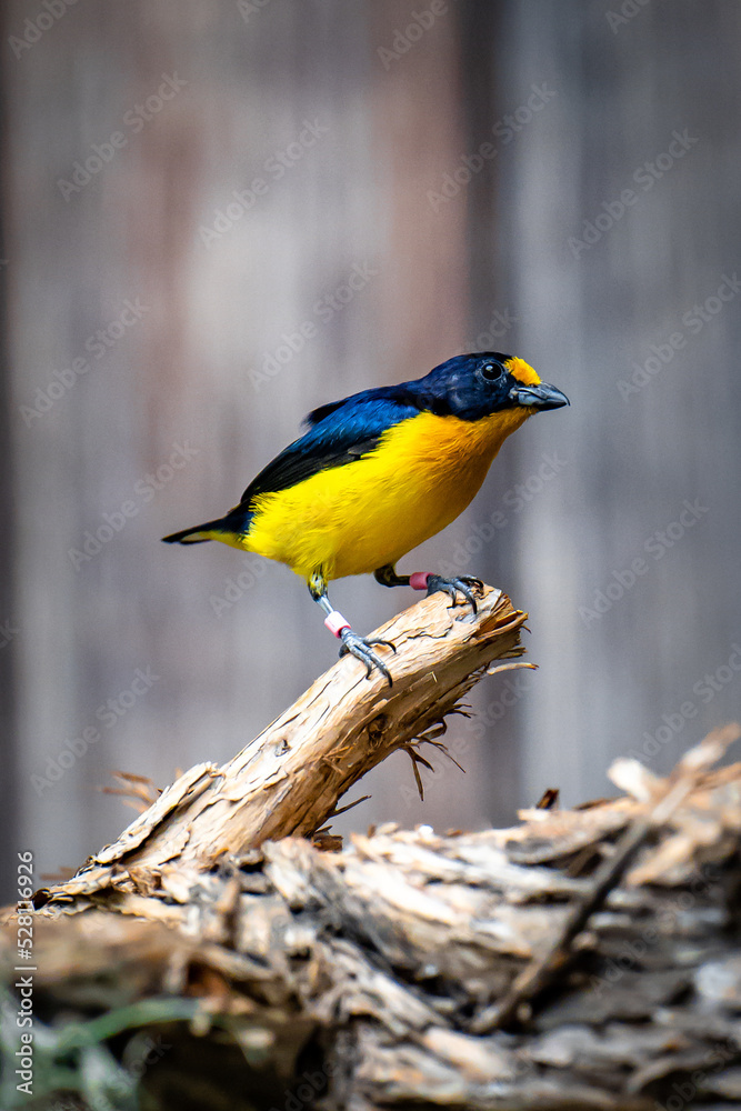 Fototapeta premium yellow and blue bird on branch