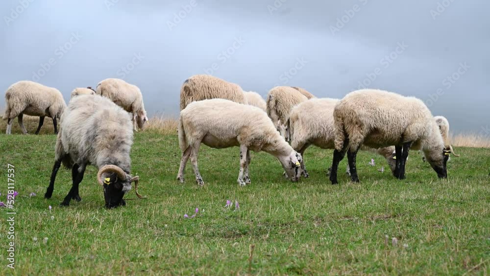 Sheep graze the pastures on mountain. Herd of sheep and lambs grazing grass on cloudy day. Group of domestic sheep on meadow eating green grass. Sheep graze the pastures on mountain. Herd of sheep and lambs grazing grass on cloudy day. Group of domestic sheep on meadow eating green grass.