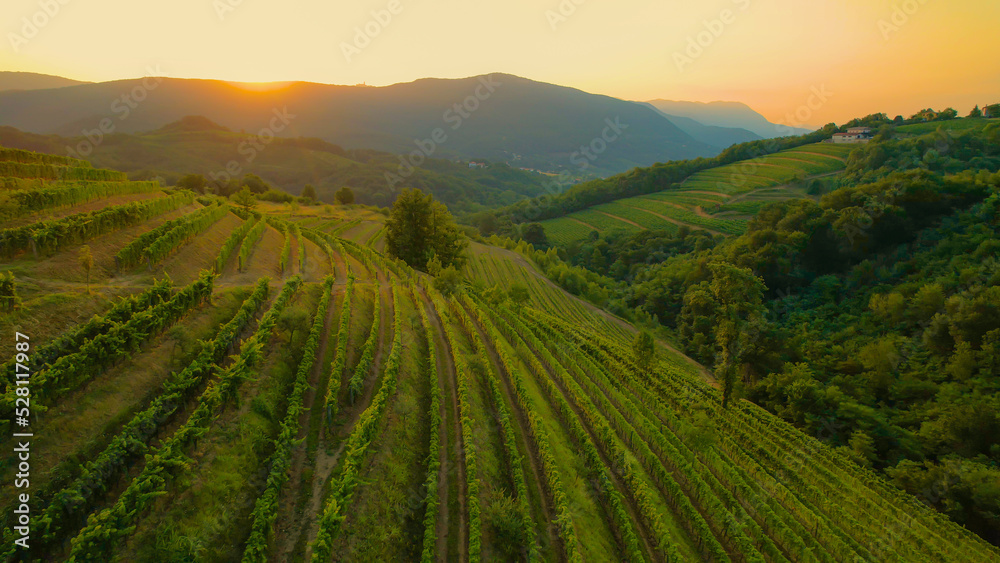 Stunning view of wine country with terraced vineyards bathing in golden light