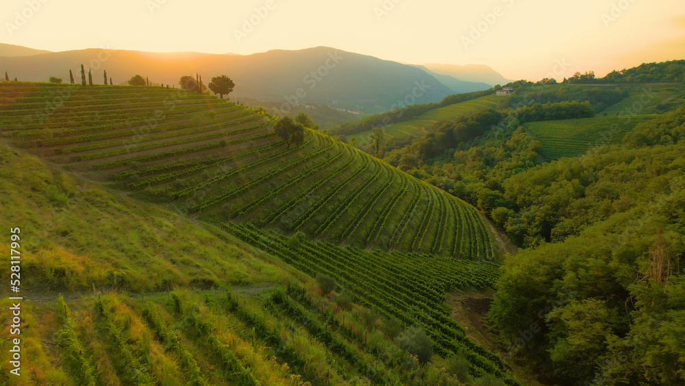 Breath-taking scenery of hilly countryside with hillsides full of grapevines
