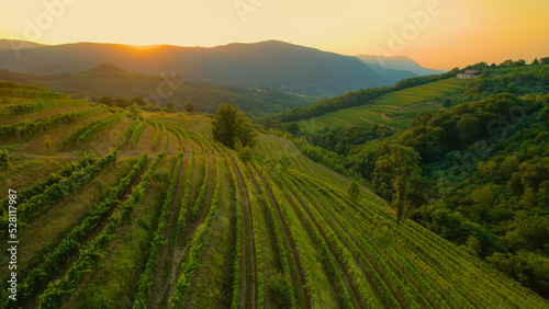 Stunning view of wine country with terraced vineyards bathing in golden light